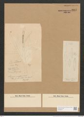 Schizonema investiens Mont. (de-Toni-Nr.: Genus 20, Species 1209) Zeichnungen Sammlung Grunow Nr. 2317 (NHMW-BOT-W0369441)